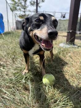 Davy -  Mixed Breed Dog for Adoption in Black Eagle, Montana - Davy | PetCurious