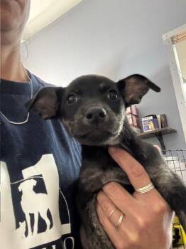 Meadow -  Labrador Retriever Dog for Adoption in Jefferson, New Jersey - Meadow | PetCurious