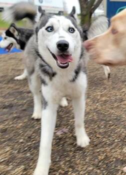 Rescue Siberian Husky Dogs for Adoption in Dekalb, Illinois - Irish Coffee | PetCurious