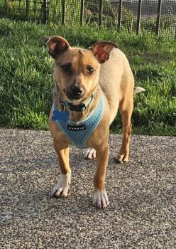 Rescue Chihuahua and Dachshund Dogs for Adoption in Covington, Washington - Gravis | PetCurious