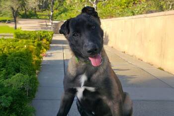 Rescue Belgian Shepherd Malinois Dogs for Adoption in Newport Beach, California - Key Lime | PetCurious