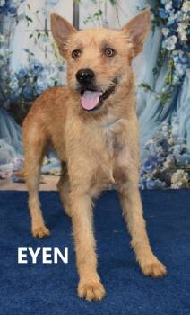 Rescue Airedale Terrier and Shepherd Dogs for Adoption in Gilbert, Arizona - Eyen | PetCurious