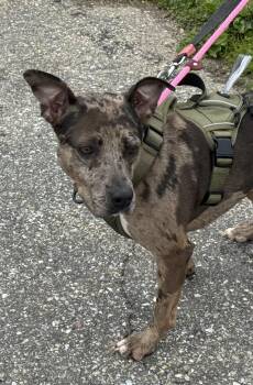 Mixed Breed Dogs Available for Adoption in Ellicott City, Maryland - Nicola | PetCurious