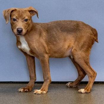 Mixed Breed Dogs Available for Adoption in Council Bluffs, Iowa - Goose | PetCurious
