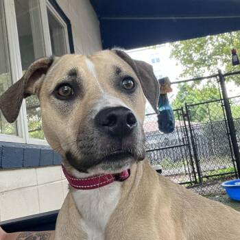 Ayla -  Mixed Breed Dog for Adoption in Providence, Rhode Island - Ayla | PetCurious