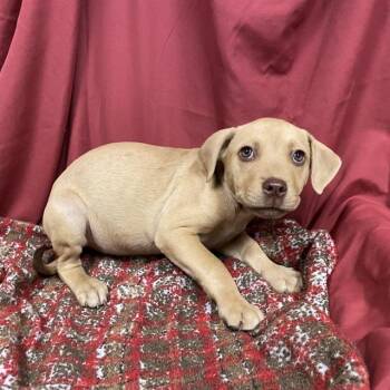 COCOA -  Pit Bull Terrier and Mixed Breed Dog for Adoption in Modesto, California - COCOA | PetCurious
