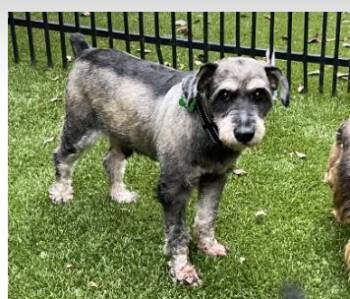 Rescue Miniature Schnauzer Dogs for Adoption in The Woodlands, Texas - Sumba | PetCurious