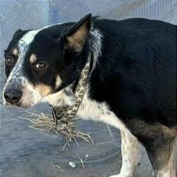 Cattle Dog Dogs Available for Adoption - Scout | PetCurious