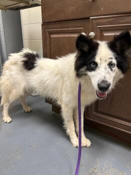 2026-07-059 *Kamira* -  Australian Shepherd Dog for Adoption in Winder, Georgia - 2026-07-059 *Kamira* | PetCurious