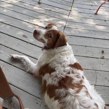Sissy 20043799 MO -  Brittany Spaniel Dog for Adoption in Sugar Grove, Illinois - Sissy 20043799 MO | PetCurious