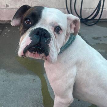 Spuds Mackenzie -  Boxer and Mixed Breed Dog for Adoption in San Francisco, California - Spuds Mackenzie | PetCurious