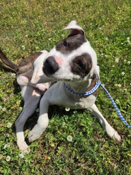 Pit Bull Terrier Dogs Available for Adoption in Rocky Mount, North Carolina - Bronco30800 | PetCurious