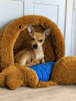 Rescue Chihuahua Dogs for Adoption in San Antonio, Texas - Paco | PetCurious