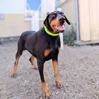 Jose -  Doberman Pinscher Dog for Adoption in Oakland, California - Jose | PetCurious