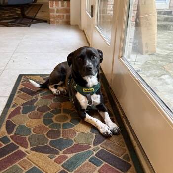 Cameron -  Terrier and Mixed Breed Dog for Adoption in Austin, Texas - Cameron | PetCurious