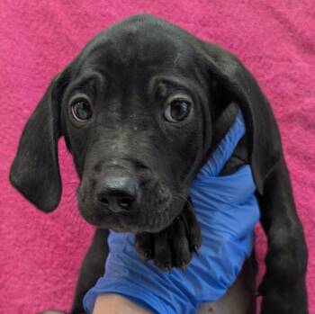 Mixed Breed Dogs Available for Adoption - Lollipop Letter (p) | PetCurious