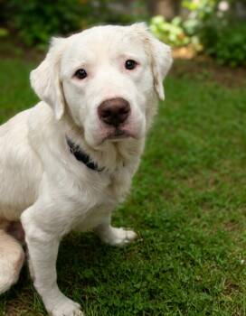 Sid -  Labrador Retriever Dog for Adoption in Dandridge, Tennessee - Sid | PetCurious
