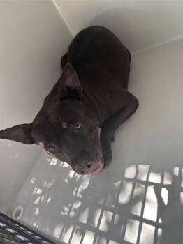 MIER MAC -  Pit Bull Terrier Dog for Adoption in Houston, Texas - MIER MAC | PetCurious