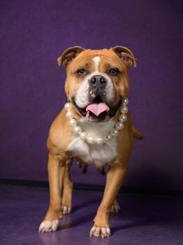 Mixed Breed Dogs Available for Adoption in Atlanta, Georgia - Griselda | PetCurious