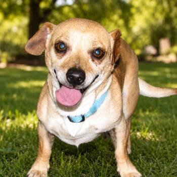 Tank -  Chihuahua Dog for Adoption in Erie, Pennsylvania - Tank | PetCurious