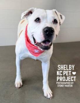 Shelby -  Pit Bull Terrier and Mixed Breed Dog for Adoption in Kansas City, Missouri - Shelby | PetCurious