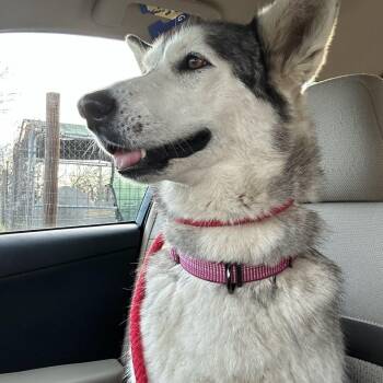 Rescue Husky Dogs for Adoption in Seguin, Texas - Ladybug | PetCurious