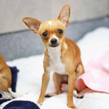 Chihuahua and Mixed Breed Dogs Available for Adoption in Atlanta, Georgia - Short Cake | PetCurious