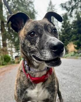Whippet and Terrier Dogs Available for Adoption in Bothell, Washington - Trixie | PetCurious