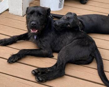 Mixed Breed Dogs Available for Adoption - Loodle | PetCurious