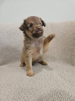 Orzo - Rosie Pup -  Chihuahua Dog for Adoption in Los Angeles, California - Orzo - Rosie Pup | PetCurious