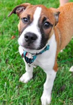Timon -  Boxer and Hound Dog for Adoption in Mechanicsburg, Pennsylvania - Timon | PetCurious