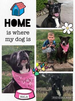 Rescue Labrador Retriever and Terrier Dogs for Adoption in Cleveland, Ohio - Raven | PetCurious