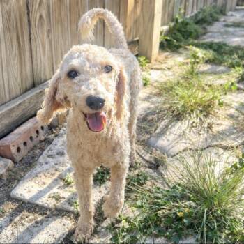 Brulee -  Miniature Poodle Dog for Adoption in Austin, Texas - Brulee | PetCurious