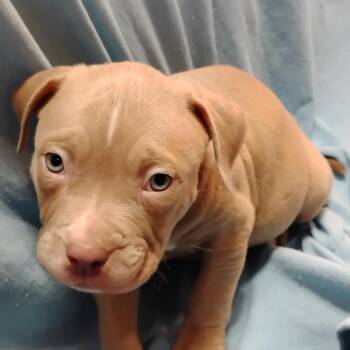 Jackson -  Mixed Breed Dog for Adoption in Dekalb, Illinois - Jackson | PetCurious