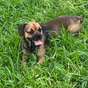 Doggie -  Pug Dog for Adoption in Houston, Texas - Doggie | PetCurious