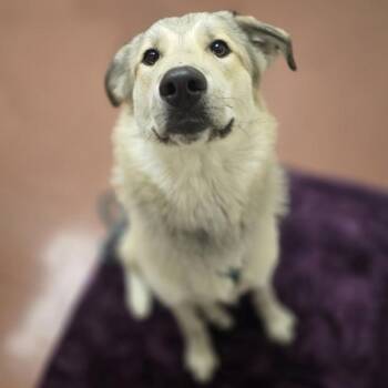 Raja -  Great Pyrenees Dog for Adoption in Dublin, California - Raja | PetCurious