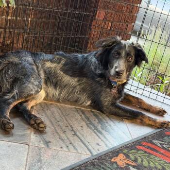 Denim -  Australian Cattle Dog Blue Heeler Dog for Adoption in Murray, Utah - Denim | PetCurious