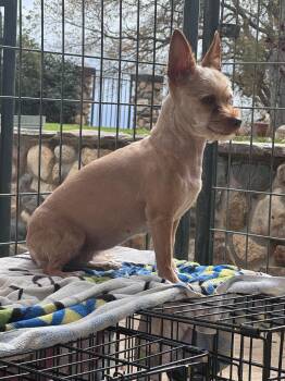 Chloe -  Pomeranian Dog for Adoption in Coarsegold, California - Chloe | PetCurious