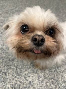 Shih Tzu Dogs Available for Adoption in Manassas, Virginia - Mashed Potatoes (ID 51157) | PetCurious