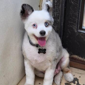 Archie - Chino Hills Location -  Australian Shepherd Dog for Adoption in Chino Hills, California - Archie - Chino Hills Location | PetCurious