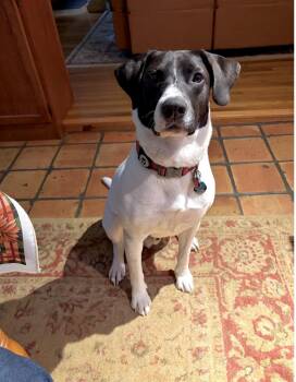 Hank -  Pointer Dog for Adoption in Hillsdale, New York - Hank | PetCurious