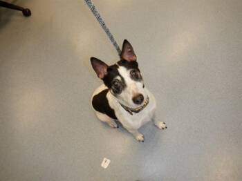 Rat Terrier and Mixed Breed Dogs Available for Adoption in San Jose, California - MACK | PetCurious