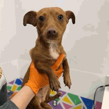 Chihuahua Dogs Available for Adoption in Houston, Texas - Cera | PetCurious