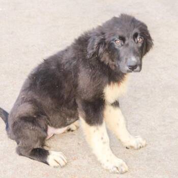 Smarty Pants -  Mixed Breed Dog for Adoption in Groveland, Massachusetts - Smarty Pants | PetCurious