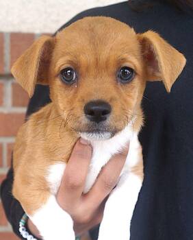 Rescue Pug and Chihuahua Dogs for Adoption in Carrollton, Texas - Mulberry | PetCurious