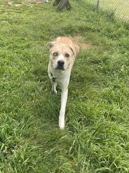 Weasel -  Mixed Breed Dog for Adoption in Mishawaka, Indiana - Weasel | PetCurious