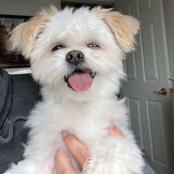 Franklin -  Shih Tzu and Mixed Breed Dog for Adoption in Northville, Michigan - Franklin | PetCurious