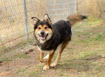 Indy -  Shepherd Dog for Adoption in Libby, Montana - Indy | PetCurious