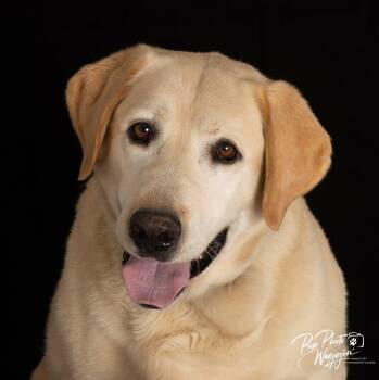 CAESAR 3 AND MAX 5 -  Labrador Retriever Dog for Adoption in Broken Arrow, Oklahoma - CAESAR 3 AND MAX 5 | PetCurious