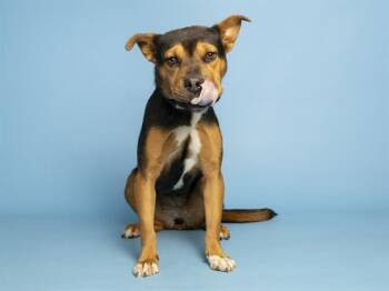 DOCTOR CONGO -  Pit Bull Terrier and Mixed Breed Dog for Adoption in Phoenix, Arizona - DOCTOR CONGO | PetCurious